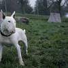 Bullterrier