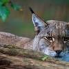 Luchs